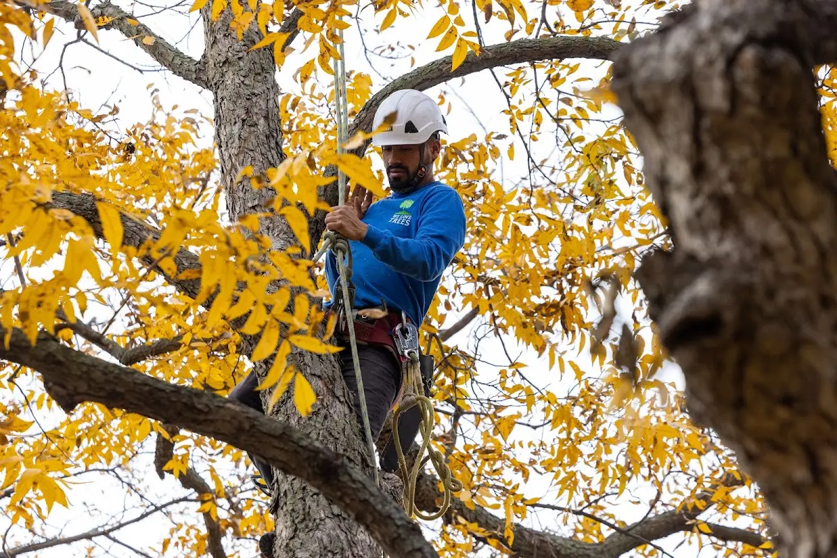 Skilled Tree Trimming crew working in Eden